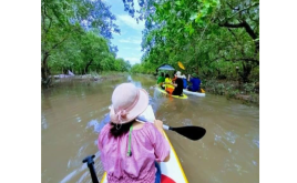 Chào Kyak trong Rừng Ngập mặn