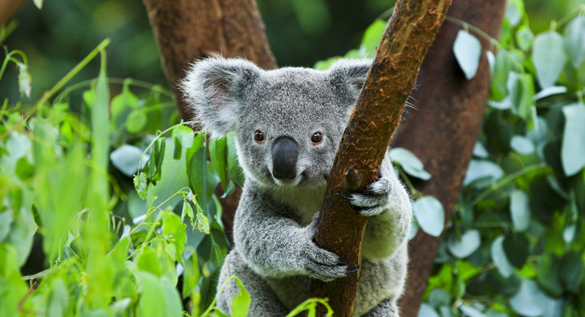 Vườn gấu Koala