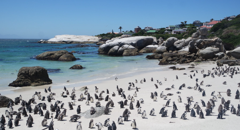 Boulders beach