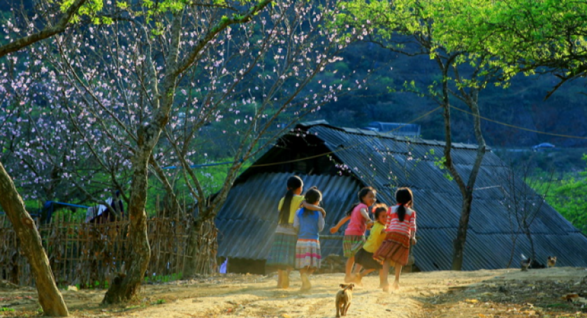 Tour Mộc Châu 2N1D: Mùa Hoa Mộc Châu - Săn Mây Tà Xùa