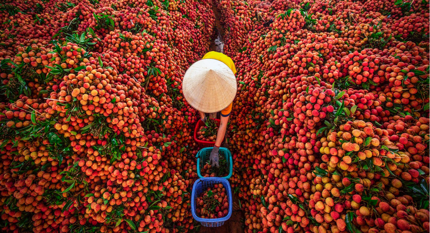 thăm vườn cây quả