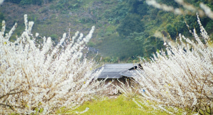 Hanoi to Moc Chau: 2 days 1 night scenic retreat