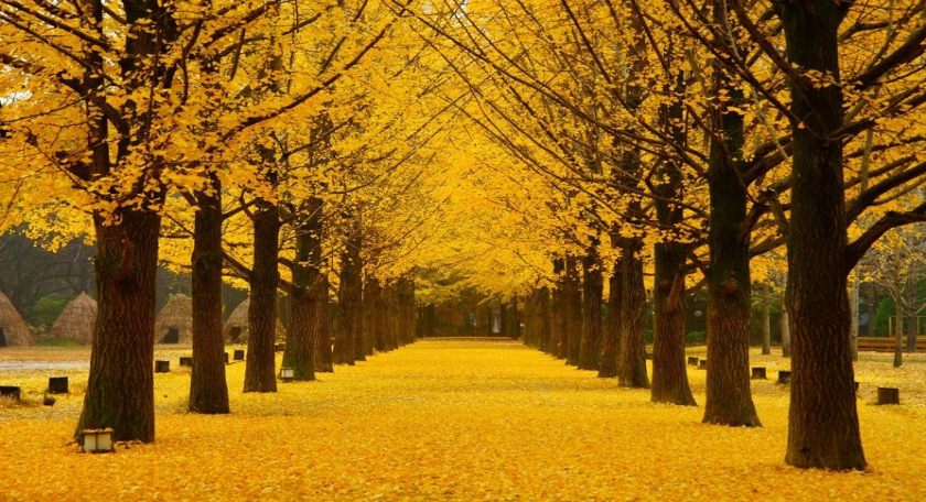 Bản sao của Hàn Quốc - Seoul - Nami - Everland 10-12-2024 16:33