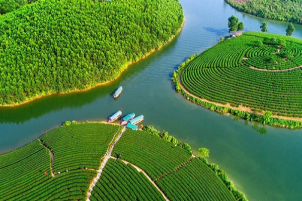 Tour Đảo Chè Thanh Chương 1 ngày