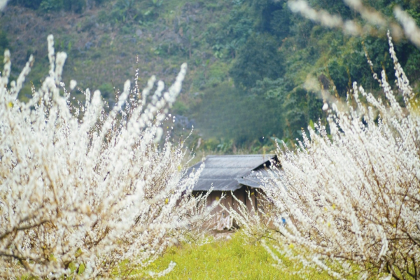 Hanoi to Moc Chau: 2 days 1 night scenic retreat